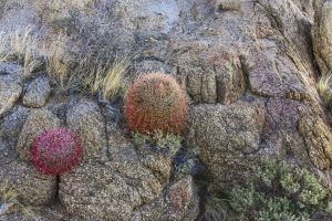 Mohave~A Prickly Pair